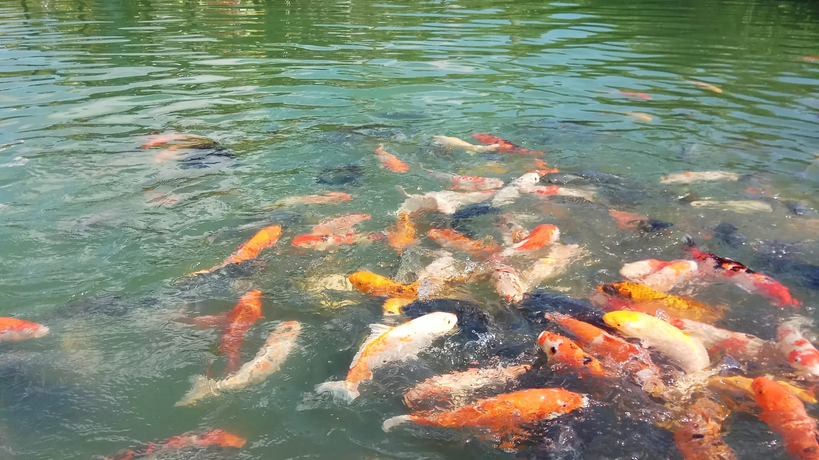 Pelet Tumbesaran Tilapia